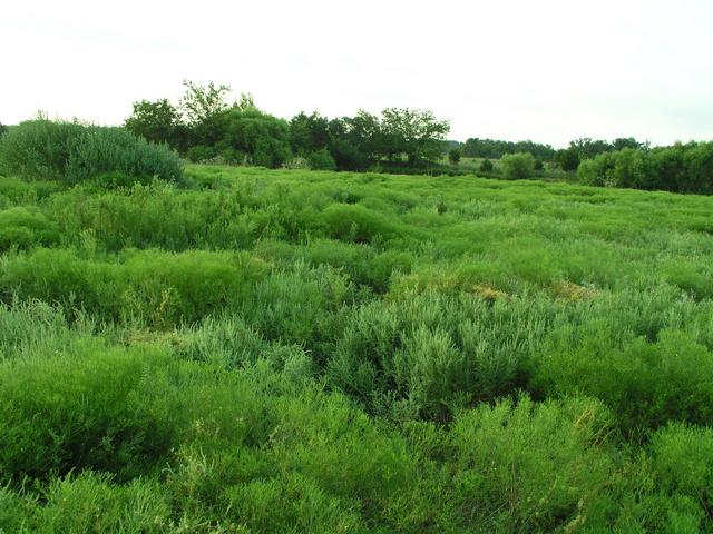 Looking towards pond SSE of 35N 97W