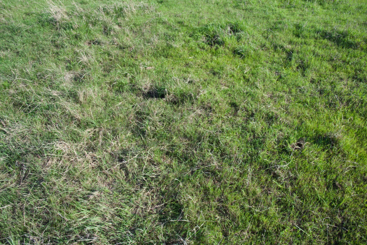 Ground cover at the confluence point