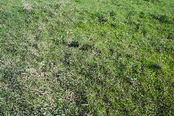 #5: Ground cover at the confluence point