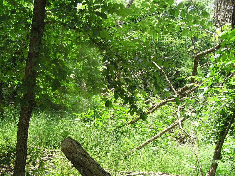 View to the south from the confluence of 35 North 98 West.