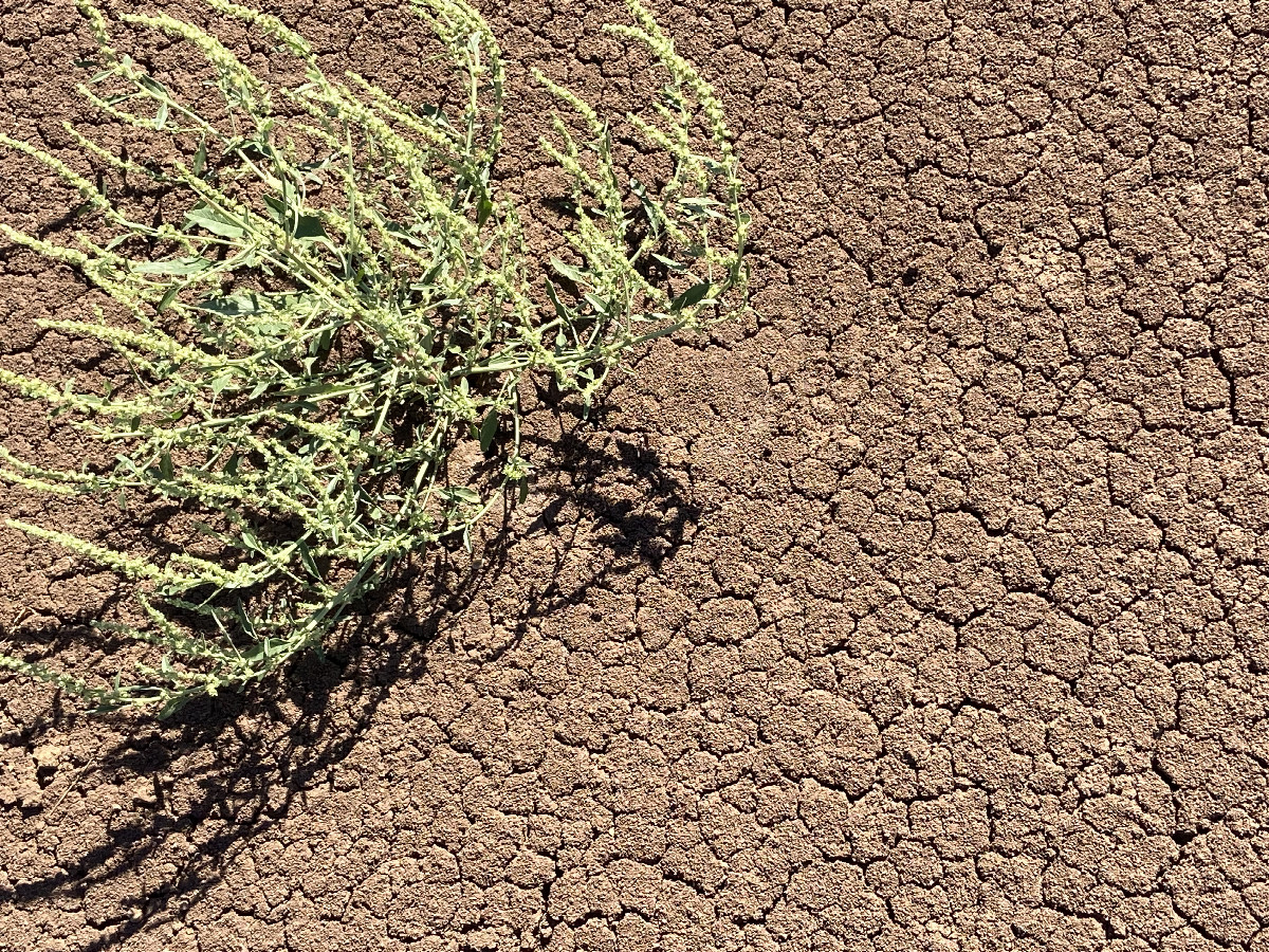 Ground cover at the confluence.  