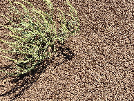 #6: Ground cover at the confluence.  