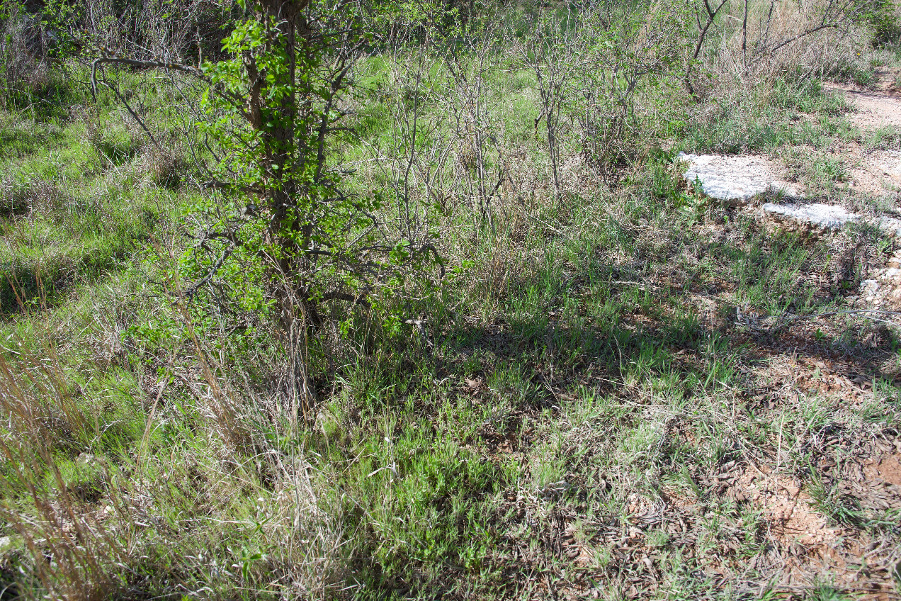 Ground cover at the confluence point