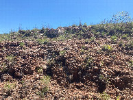 #3: Looking east, up the gully's edge