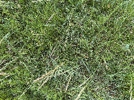 #6: Ground cover at the confluence. 