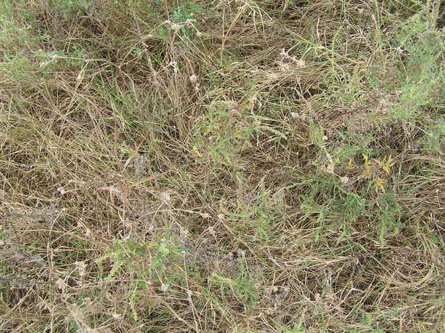 Weedy ground cover at 36 North 97 West.