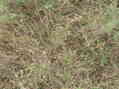 #4: Weedy ground cover at 36 North 97 West.