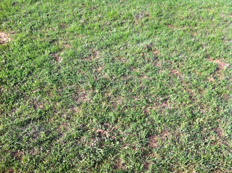 Ground cover