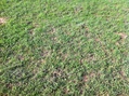 #5: Ground cover