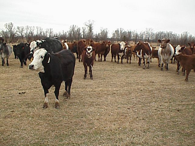 The cows ran to us as we approached