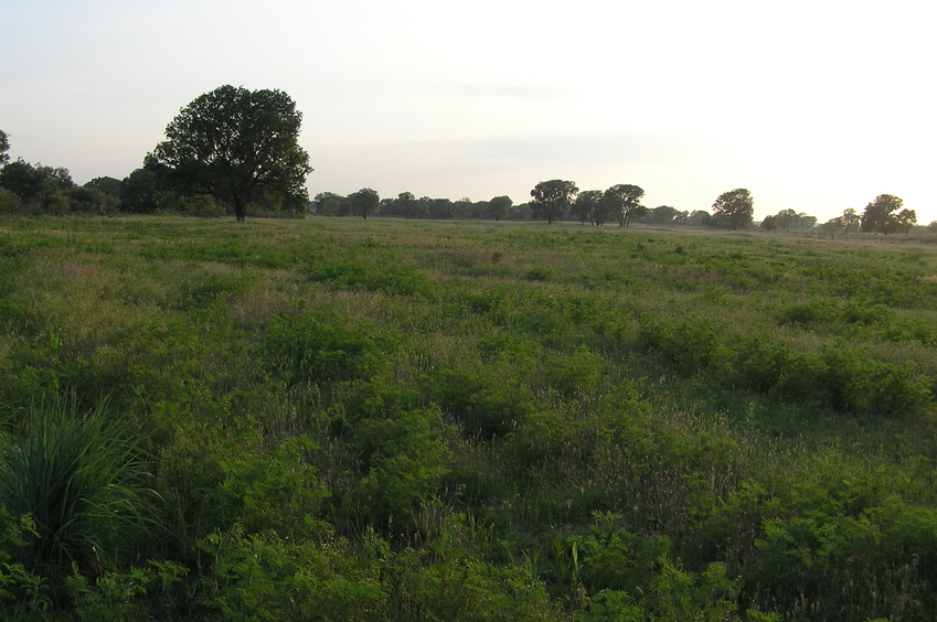 View to the west from the confluence point.