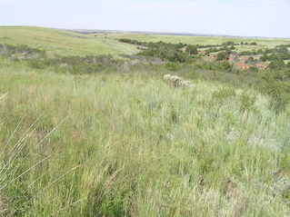 #1: The confluence of 36 North 99 West lies in the center foreground of this photograph, looking north.