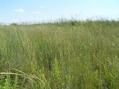 #5: View to the south from the confluence.