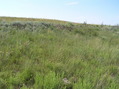 #6: View to the west from the confluence point. 