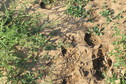 #3: Animal prints and groundcover at the confluence point.