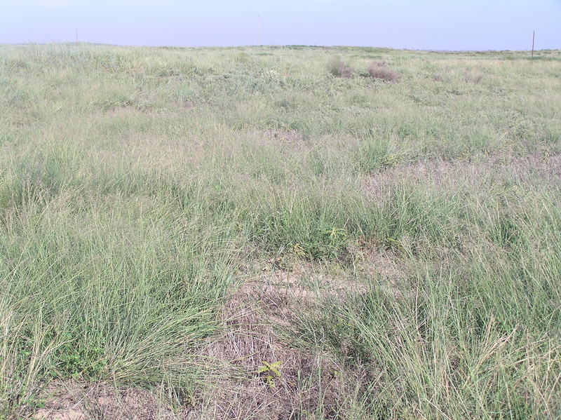 Site of 37 North 100 West, looking northeast.  The confluence is in the center foreground.