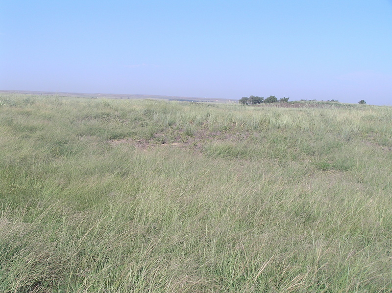 View to the west from the confluence point.