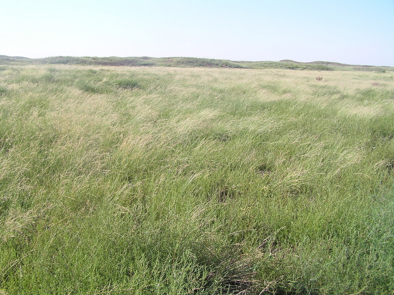 View to the south from the confluence.