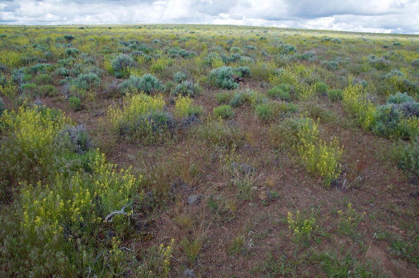 The confluence point lies in flat, rock-strewn terrain, filled with sagebrush and wildflowers