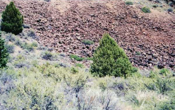 View from the South - Left of Juniper and above shrubs