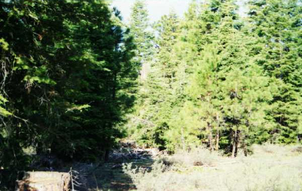 Approaching site from South along Twelvemile Creek