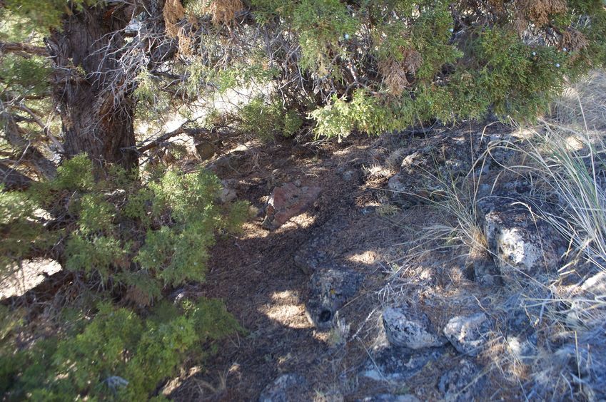 The confluence point lies at the base of a pine tree, on a steep, rocky slope.