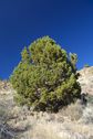 #7: Another view of the 'confluence point pine tree'