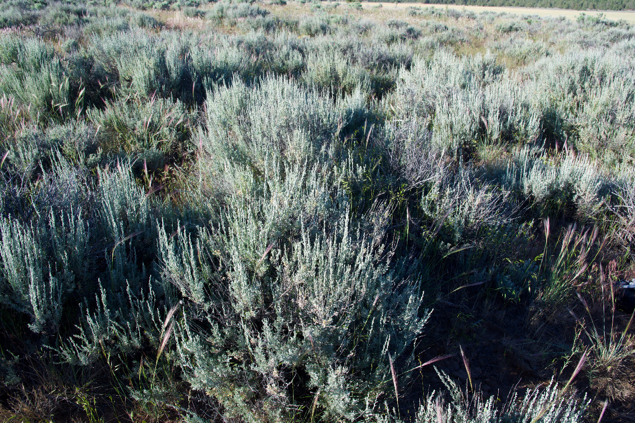 Ground cover at the confluence point