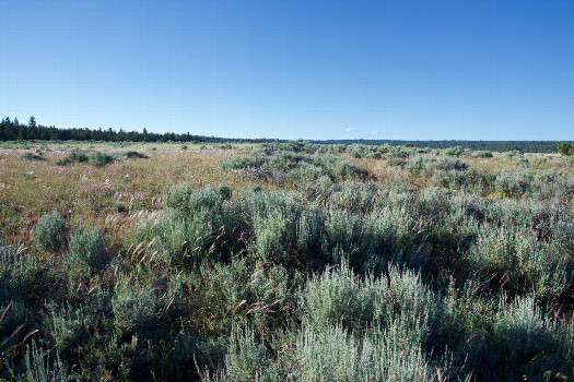 #1: The confluence point lies on the bank of a (currently dry) lake.  (This is also a view to the North.)