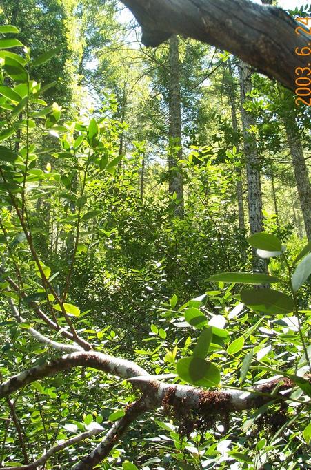 Southward view at point in thicket showing slope of hill