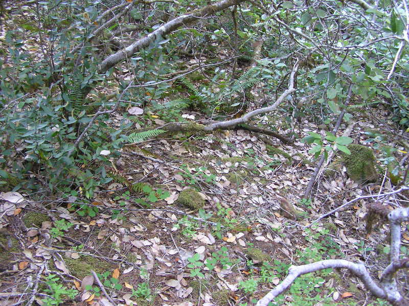 The confluence point lies on a steep, scrub-covered hillside