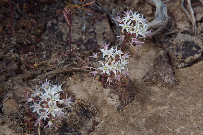 Wildflowers growing near the confluence point