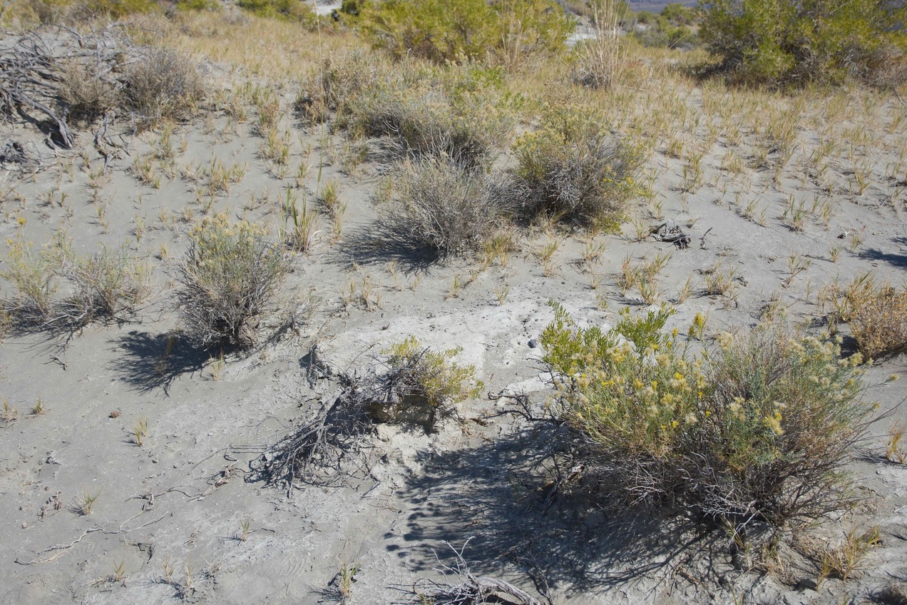 The confluence point lies in a sandy desert region, just north of a dry lake bed (Alkali Lake)