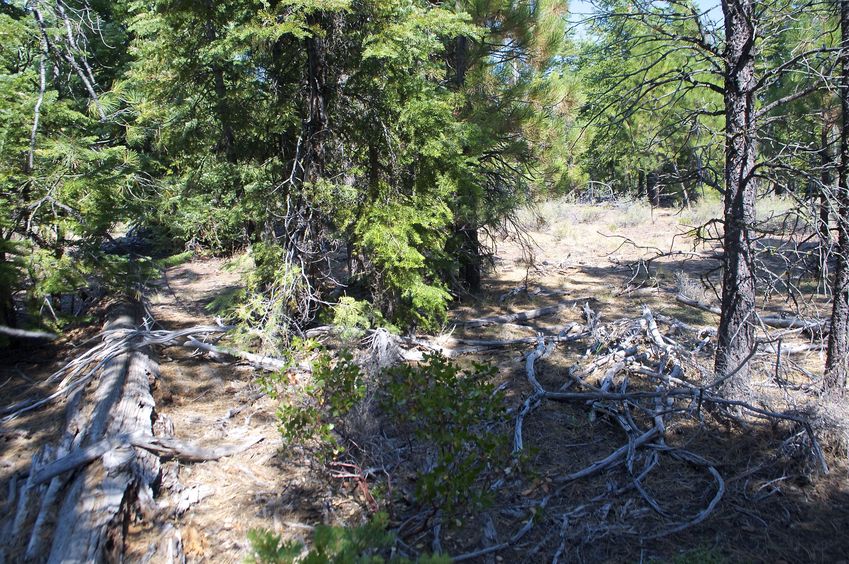 The confluence point lies in a stand of tree in a logged forest