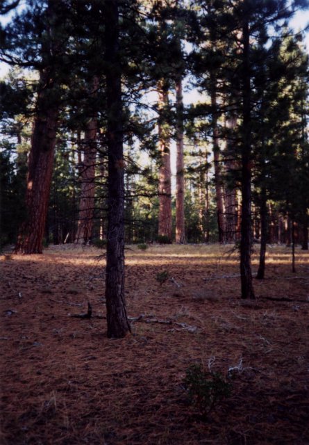 Looking west, old growth trees in the National Park