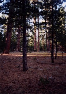 #1: Looking west, old growth trees in the National Park