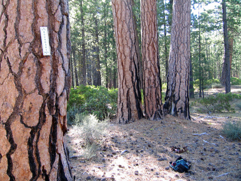 Park Boundary and Ground Cover 