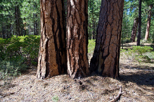 #1: The confluence point lies at the base of this ’triple tree'