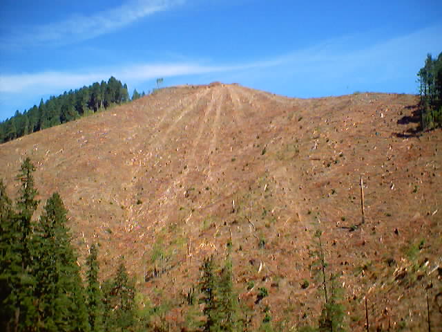 View of the Clearcut Hill to the East