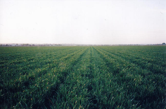 North--The wheat is as high as a coyote's eye...