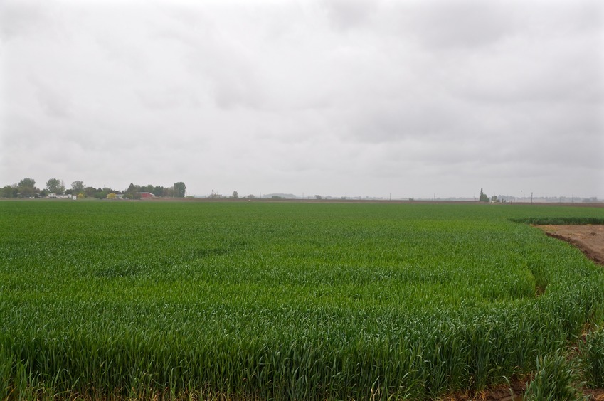 The confluence point is 0.25 miles away - in this field