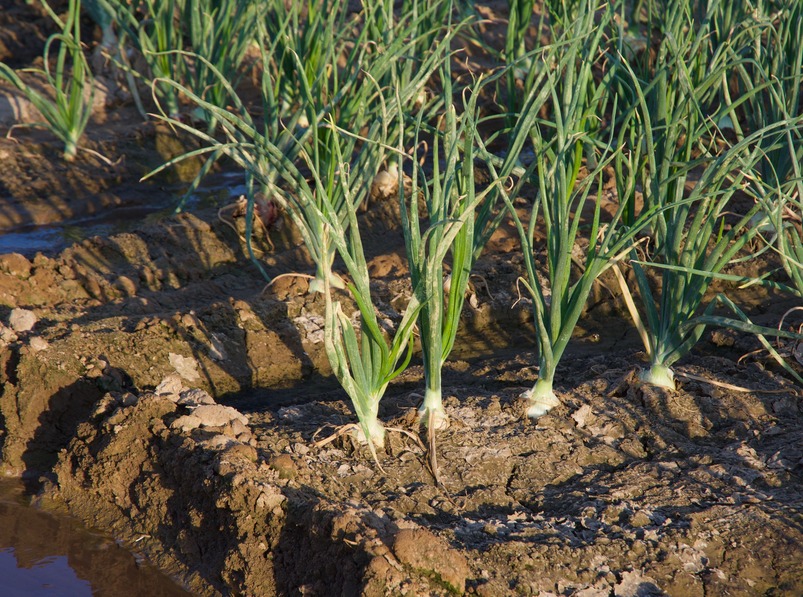 A close-up of onions growing in the field just to the south 
