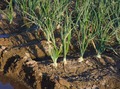 #7: A close-up of onions growing in the field just to the south 