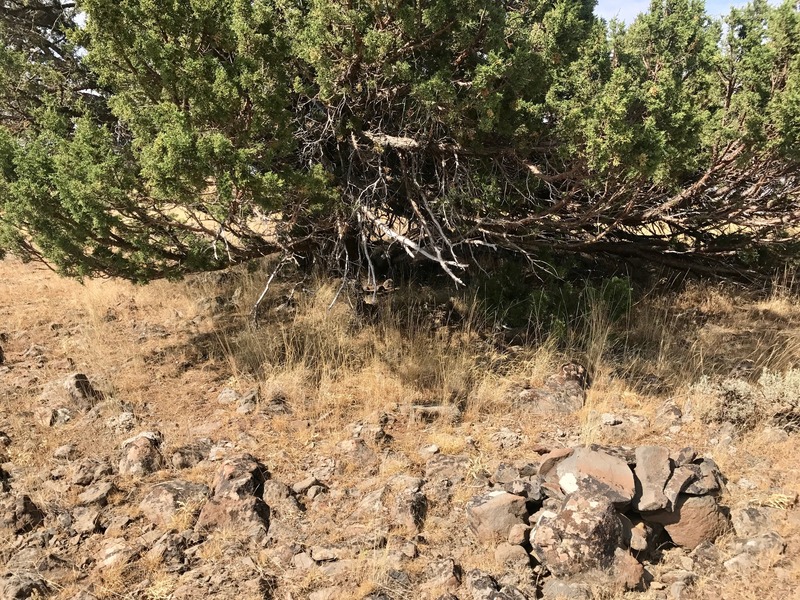 The confluence point lies at the base of this tree, standing alone on a ridge top