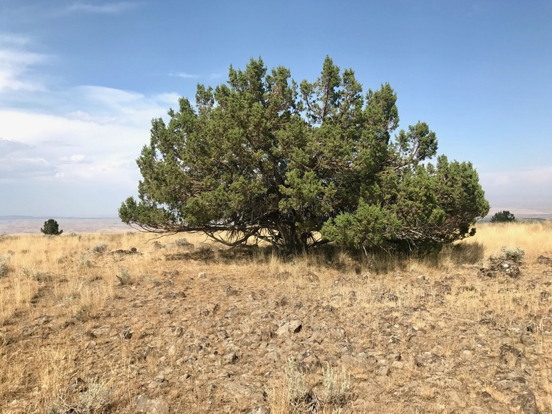 A view of the ‘confluence tree’ from 50 feet away 