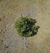 #8: An overhead (drone's-eye) view of the 'confluence tree' 