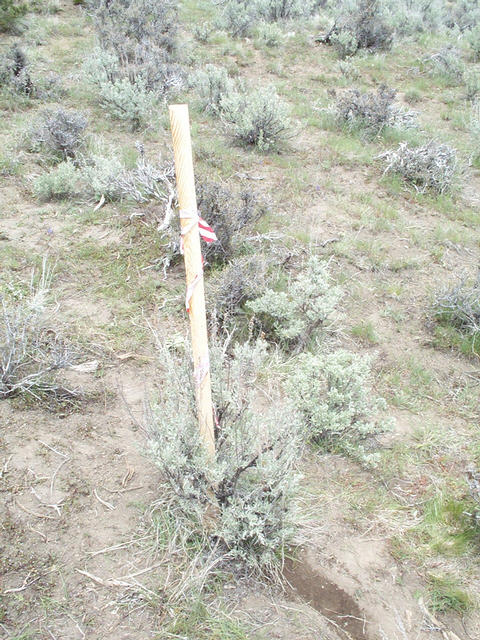 Sagebrush at exact confluence.