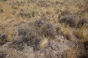 #5: The confluence point lies on a large, flat, remote grass/sagebrush-covered plain