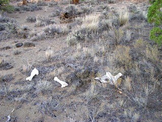 #1: The confluence point lies on a thinly-vegetated dirt patch