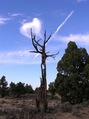 #8: A dead tree alongside the Badlands Rock Trail